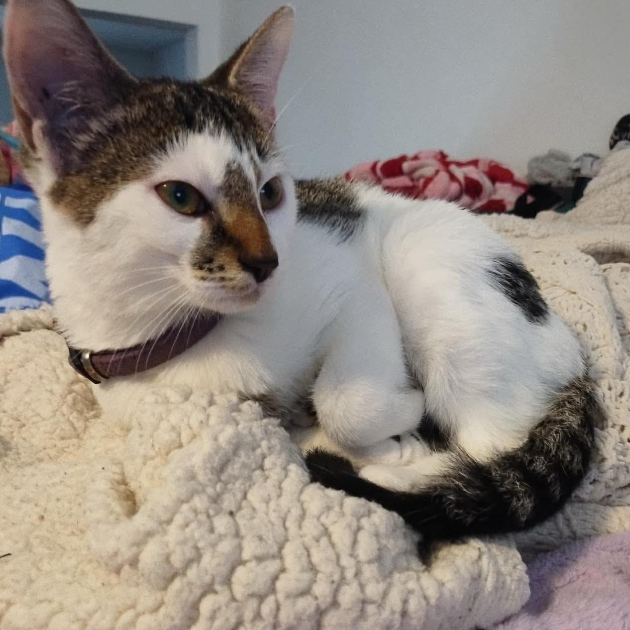 Sushi, Adoptable, Kitten Female Domestic Short Hair.