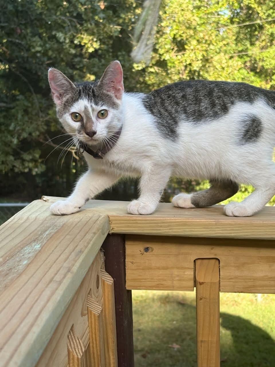 Enlarge Sushi, a Adoptable Domestic Short Hair in Woonsocket, RI image 5/6