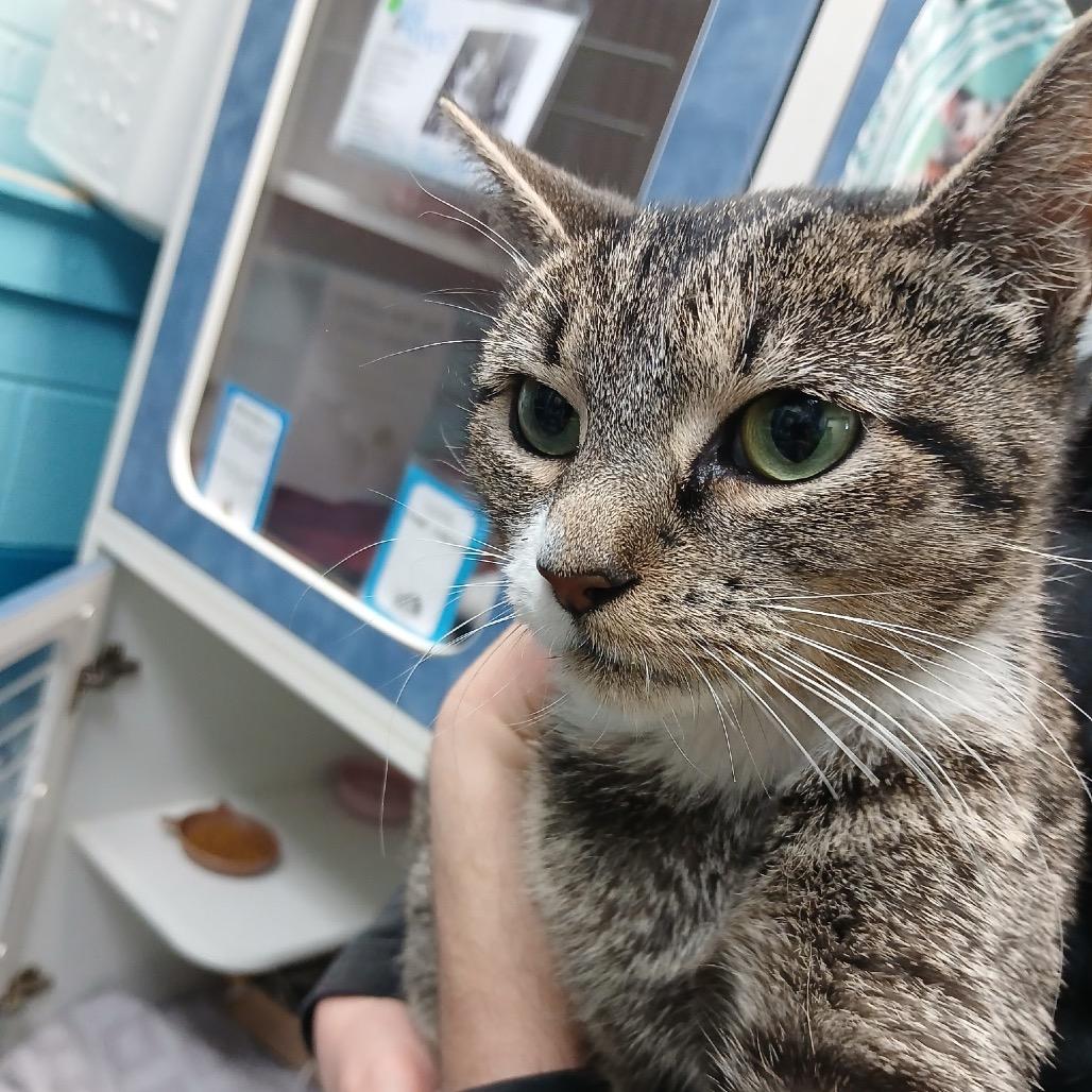 Fawn/FKA Cranberry Sauce, Adoptable, Young Female Domestic Short Hair.