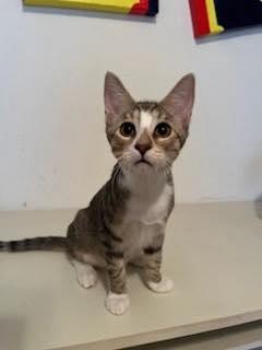 Fritz, Adoptable, Young Male Tabby.