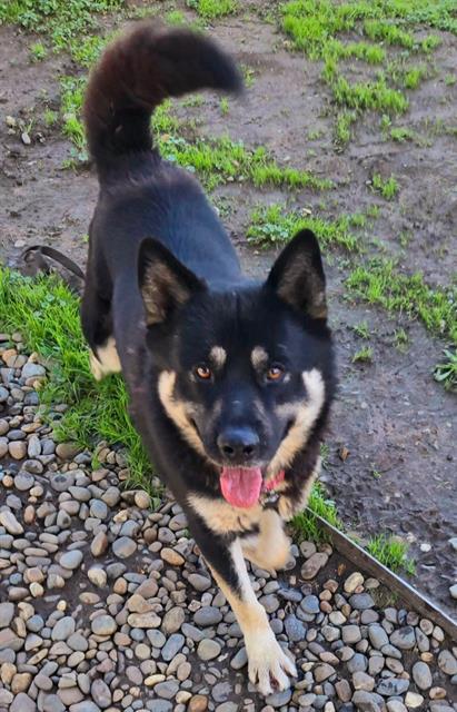 ZORRO, Adoptable, Adult Male German Shepherd Dog & Siberian Husky.