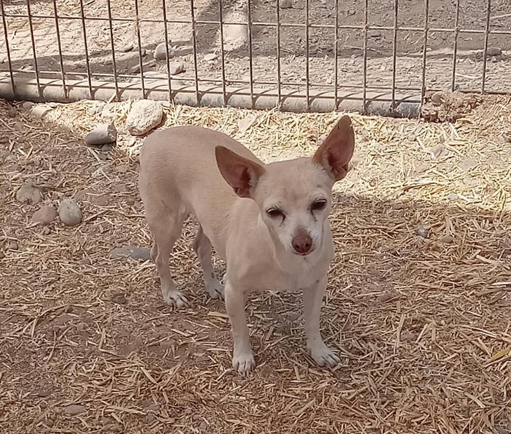 Ivy, Adoptable, Senior Female Chihuahua.