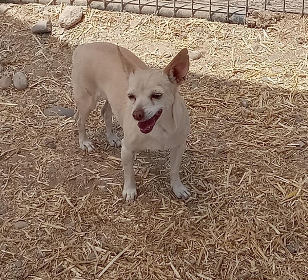 Enlarge Ivy, a Adoptable mixed breed in Challis, ID image 2/2
