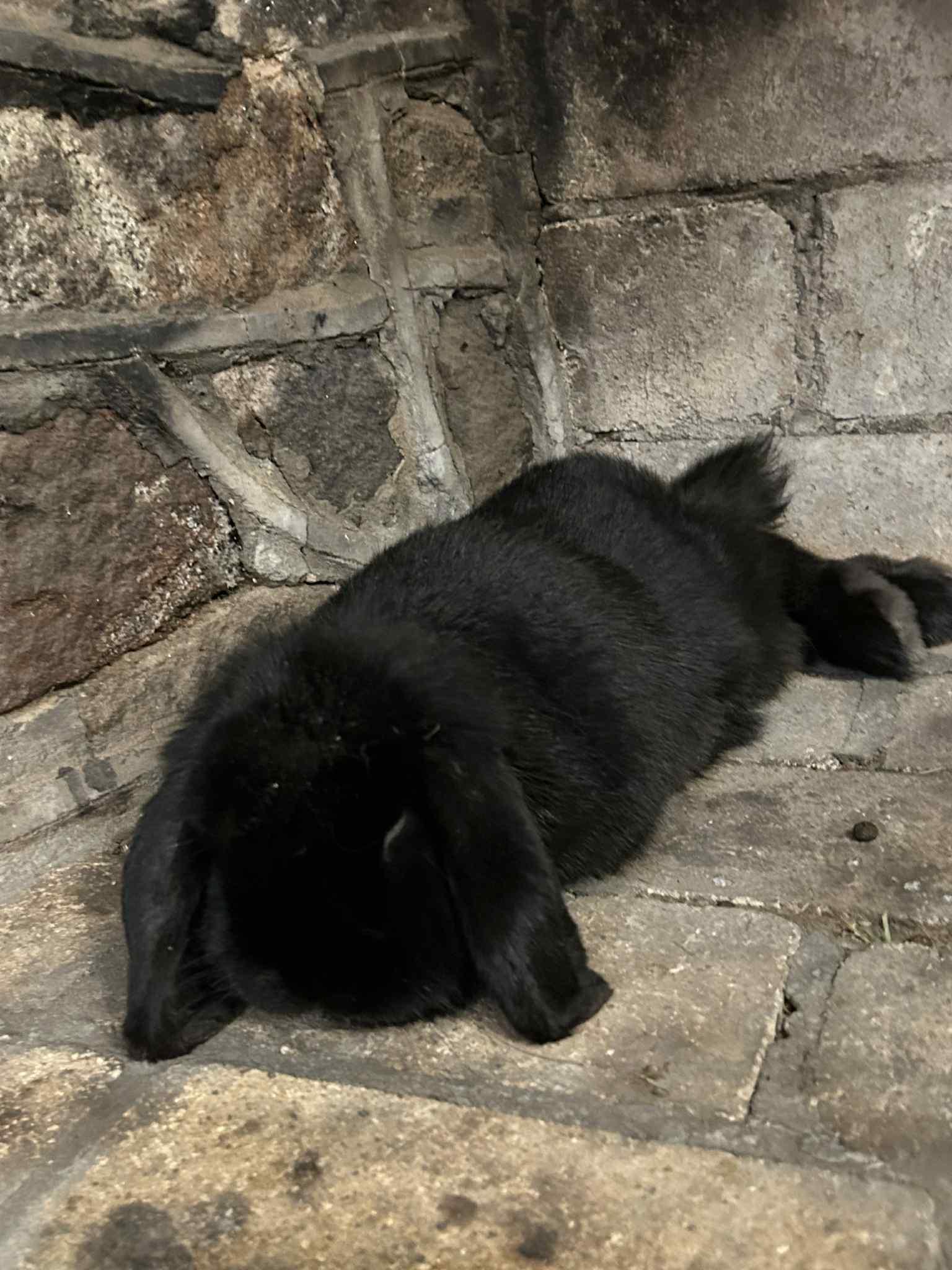 Enlarge Onyx, a Adoptable Lop Eared in Glenmoore, PA image 1/1