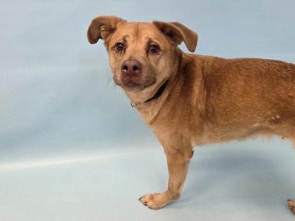 Gurly Whirly, a Adoptable mixed breed in Woodbury, MN image 1/3
