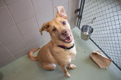 Gurly Whirly, a Adoptable mixed breed in Woodbury, MN image 2/3