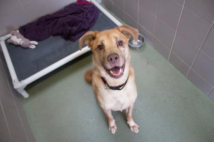 Gurly Whirly, a Adoptable mixed breed in Woodbury, MN image 3/3