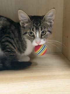 Enlarge Judy, a Adoptable Domestic Short Hair in Amery, WI image 2/3