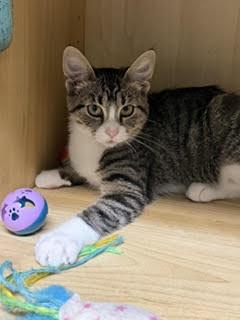 Enlarge Judy, a Adoptable Domestic Short Hair in Amery, WI image 3/3