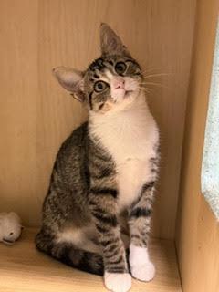 Judy, Adoptable, Kitten Female Domestic Short Hair.