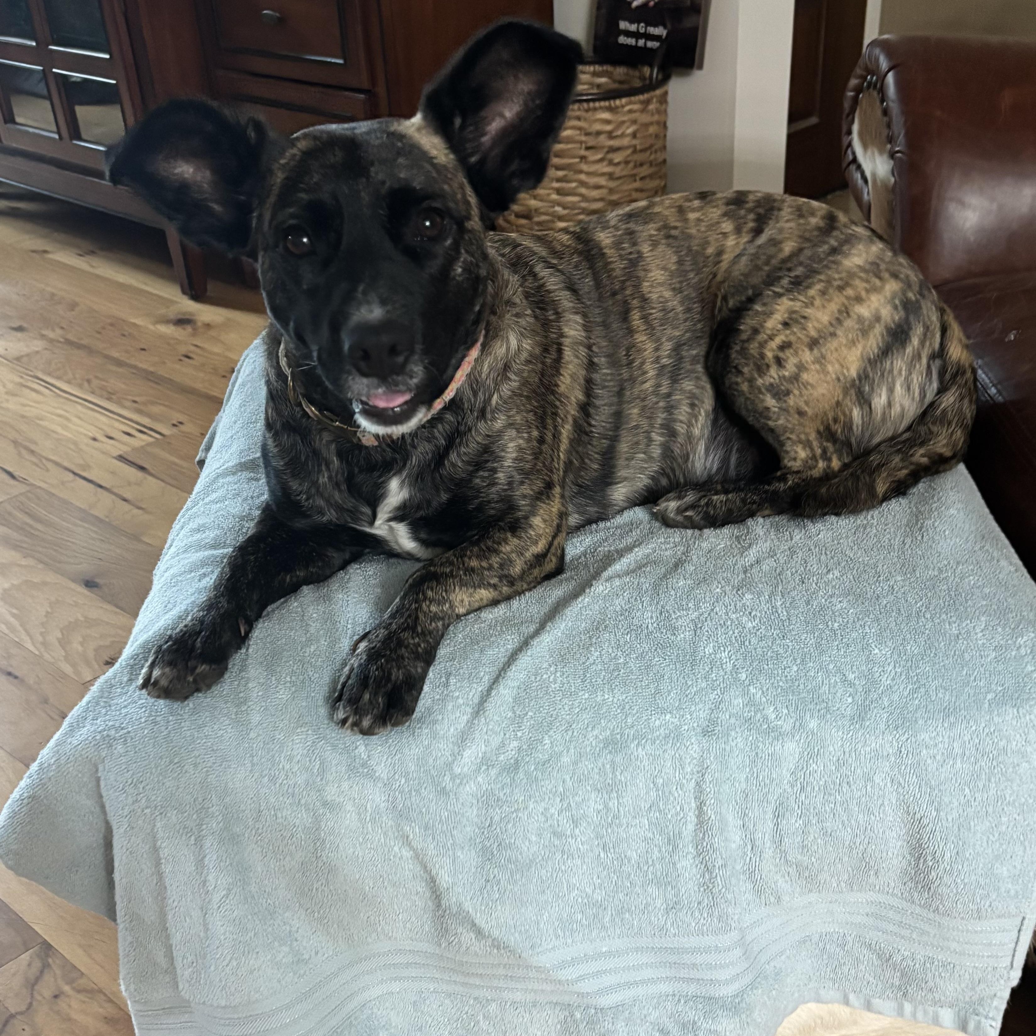 Dog for adoption - LUCY LOU (39 lbs, Loving, Sweet, Loves Kids, Loyal ...