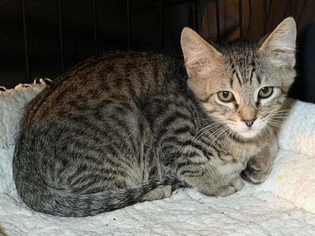 DEVIN, Adoptable, Kitten Male Domestic Short Hair.