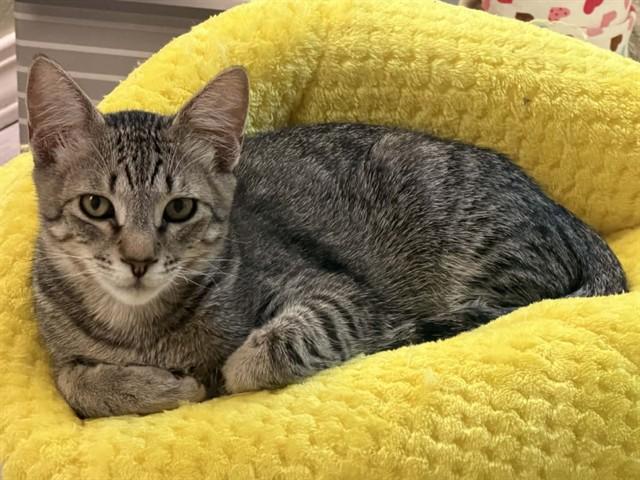 Enlarge DEVIN, a Adoptable Domestic Short Hair in Sacramento, CA image 1/1