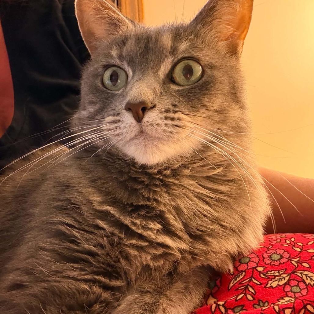 Enlarge Starlet, a Adoptable Domestic Short Hair in Brevard, NC image 3/4