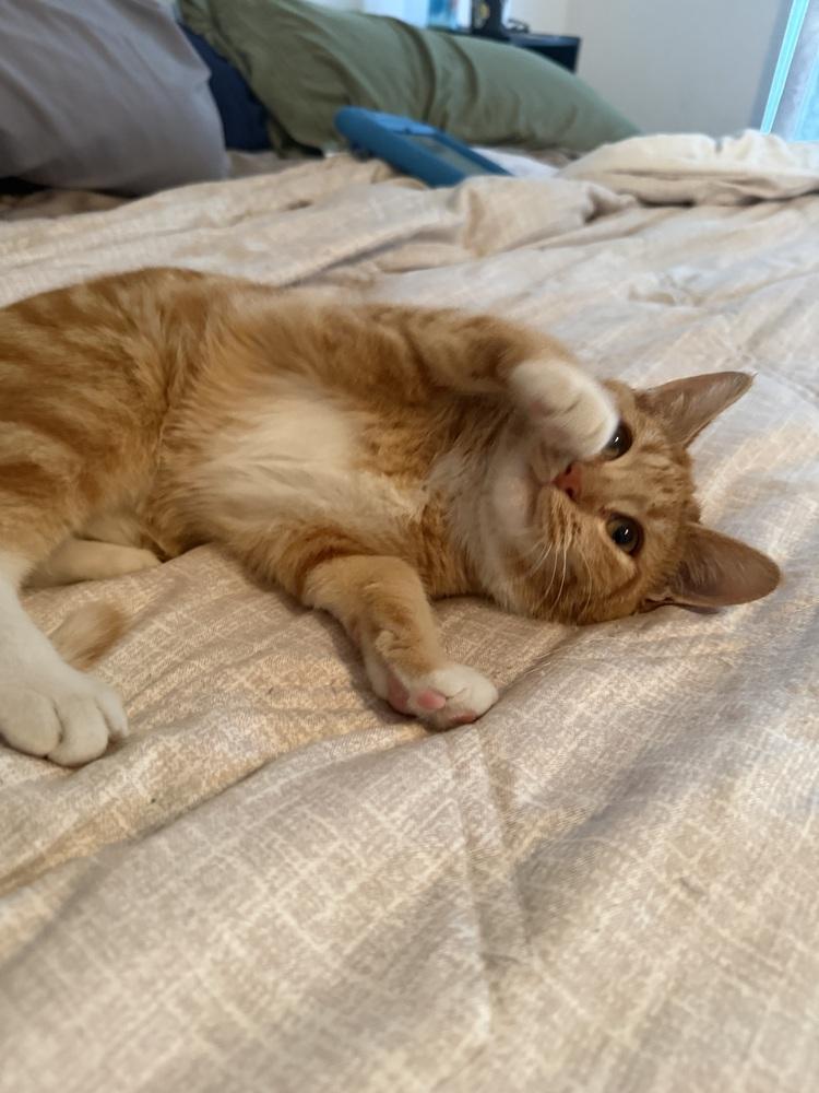 Max Cade — thumbnail 2