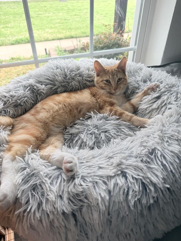 Max Cade — thumbnail 3