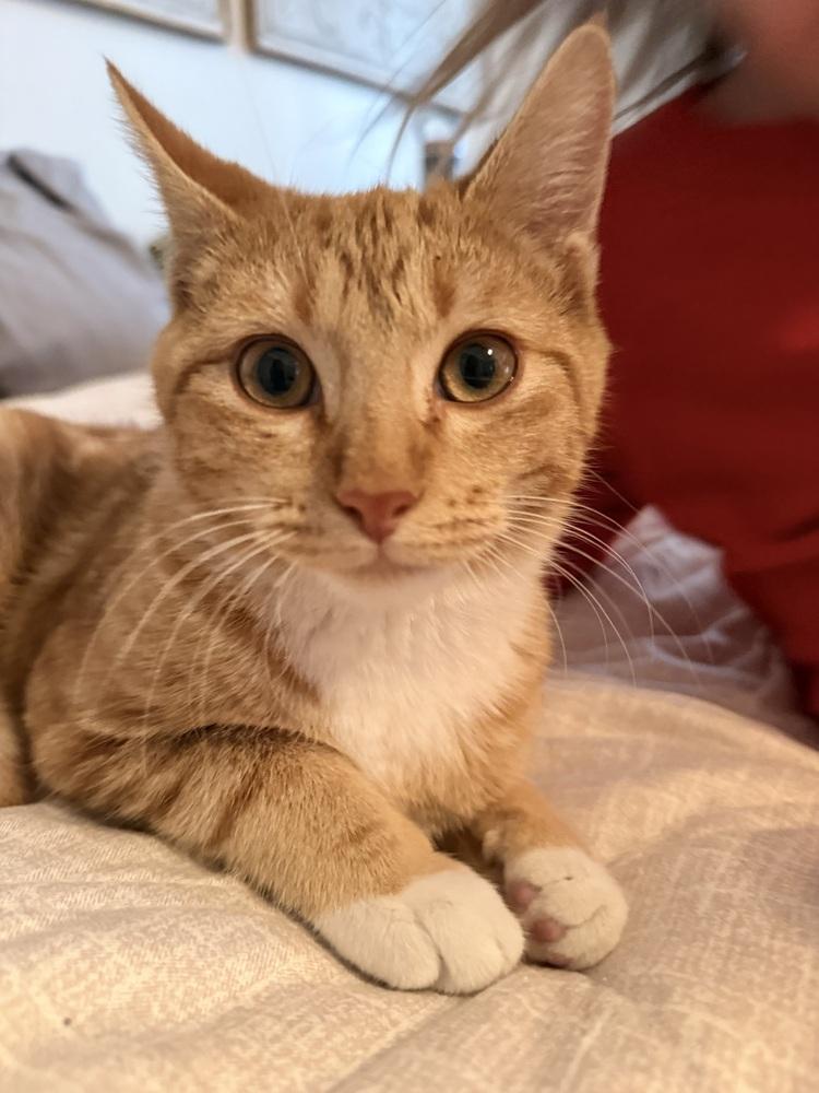 Max Cade — thumbnail 4