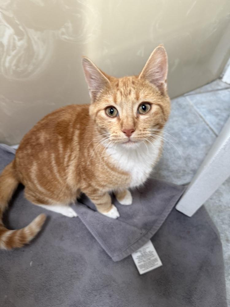 Max Cade — thumbnail 5