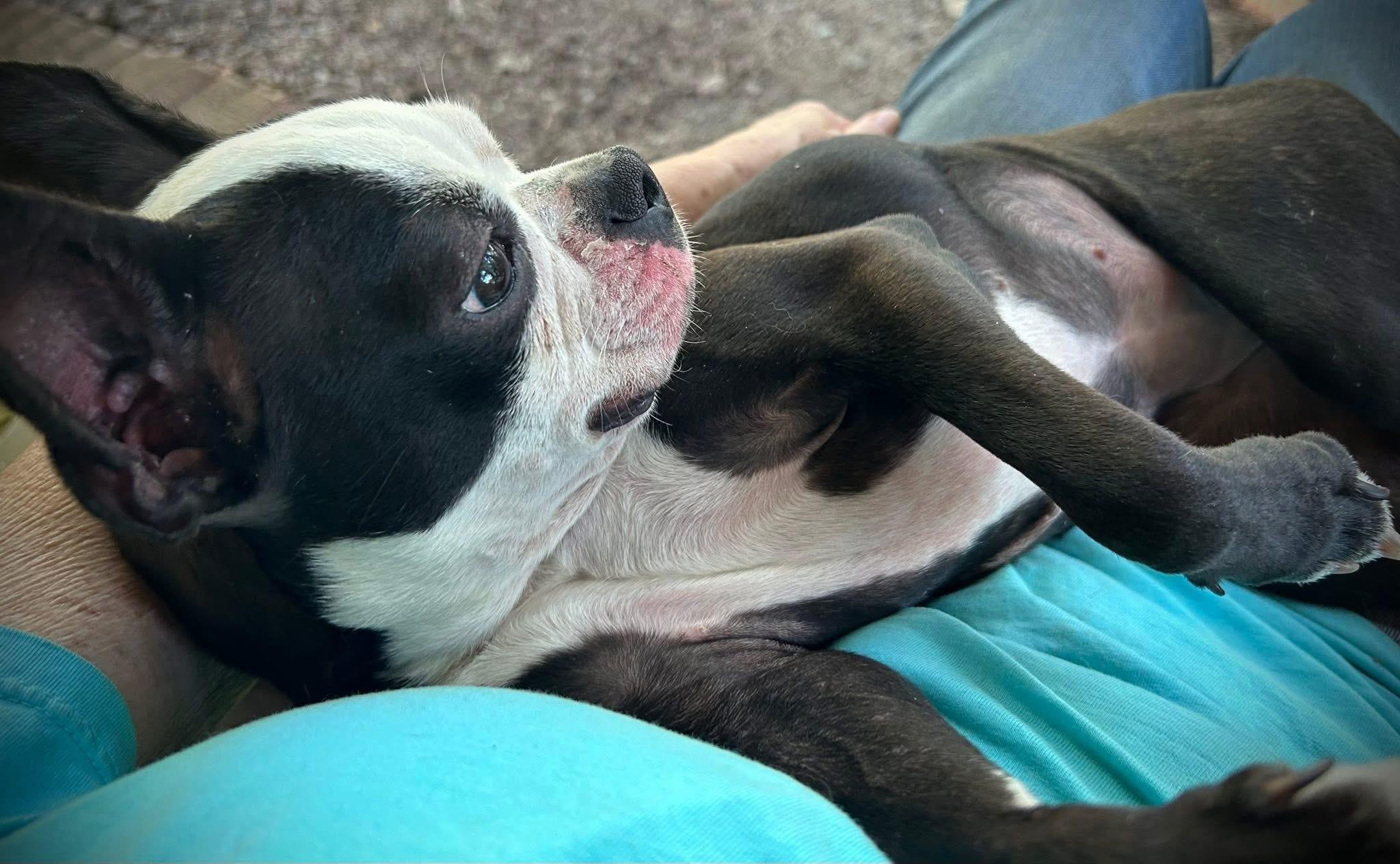 Rosie The Boston