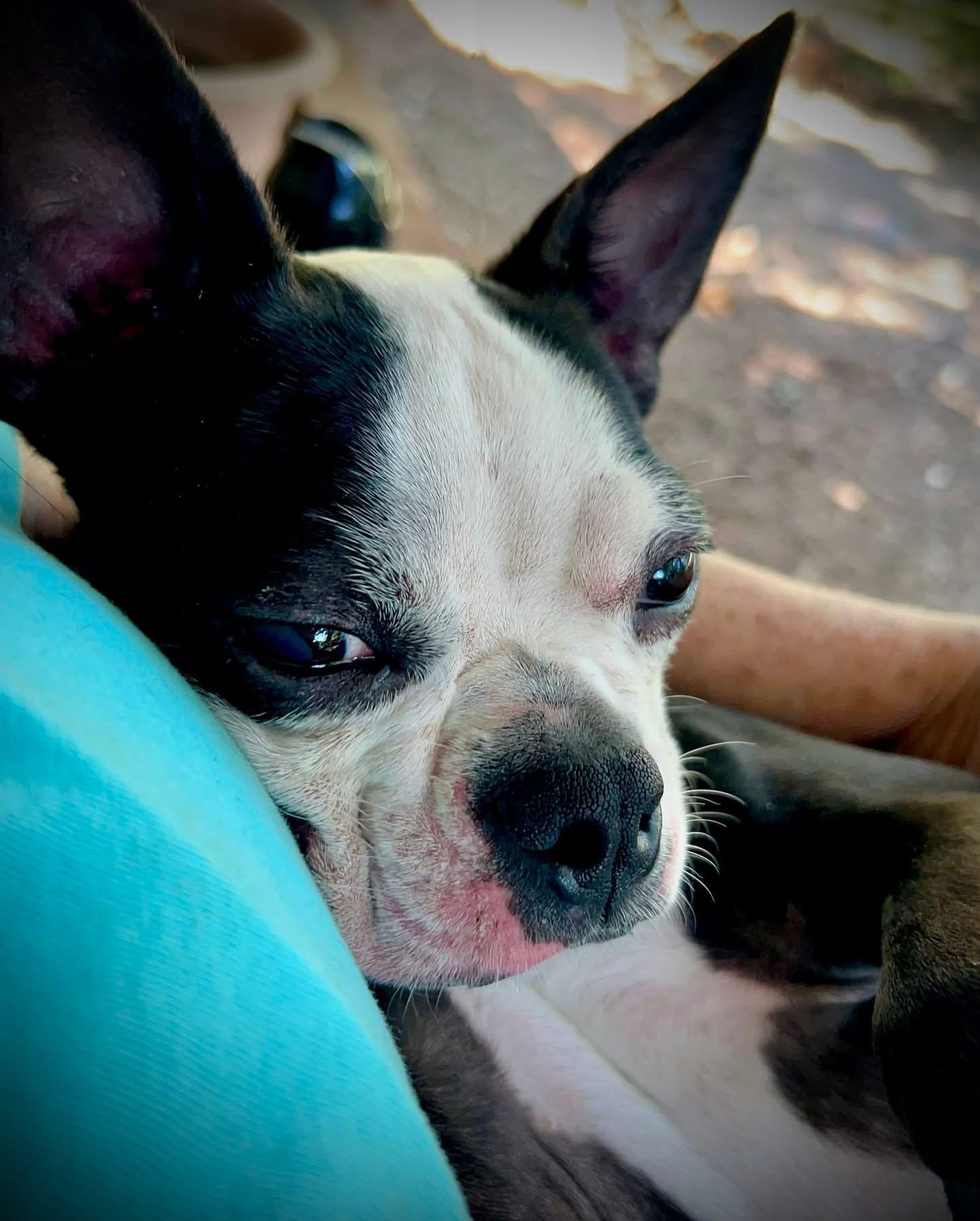 Rosie The Boston