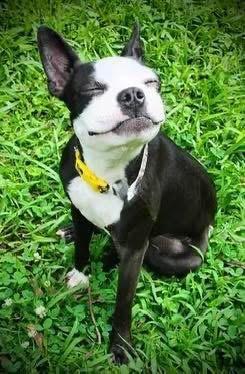 Rosie The Boston