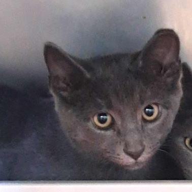 Diamonds, Adoptable, Young Male Domestic Short Hair.