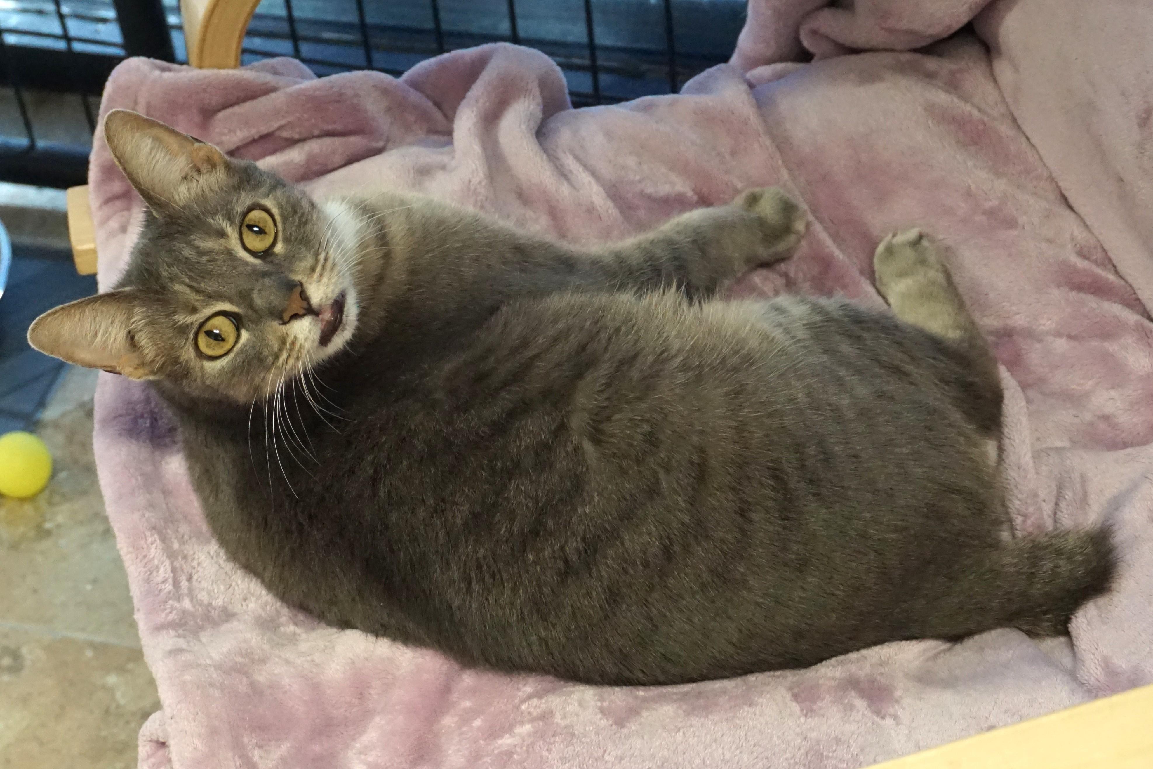 Enlarge Chocolate Mousse, a ADOPTABLE Domestic Short Hair in Fountain Hills, AZ image 4/4