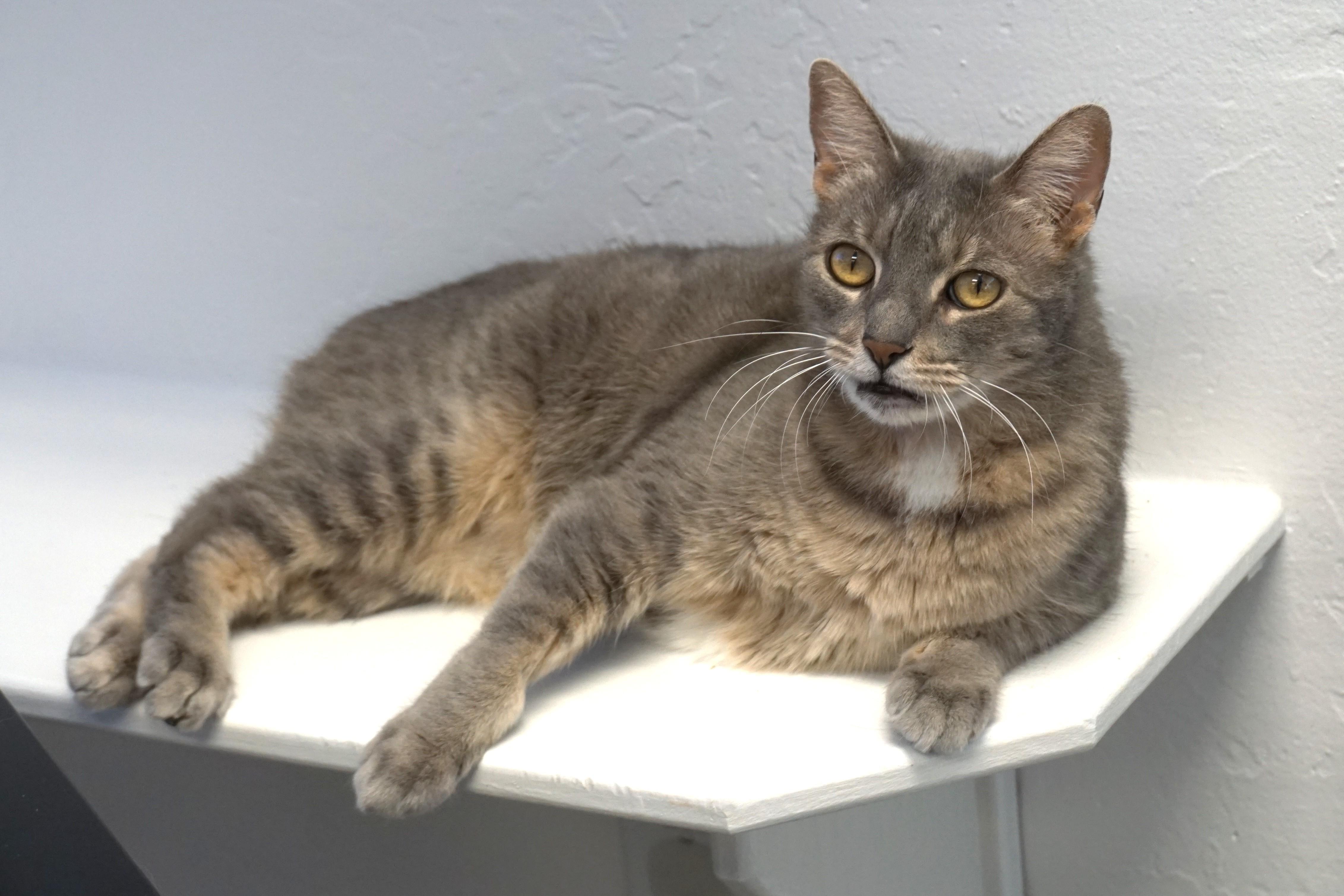 Enlarge Chocolate Mousse, a ADOPTABLE Domestic Short Hair in Fountain Hills, AZ image 2/4