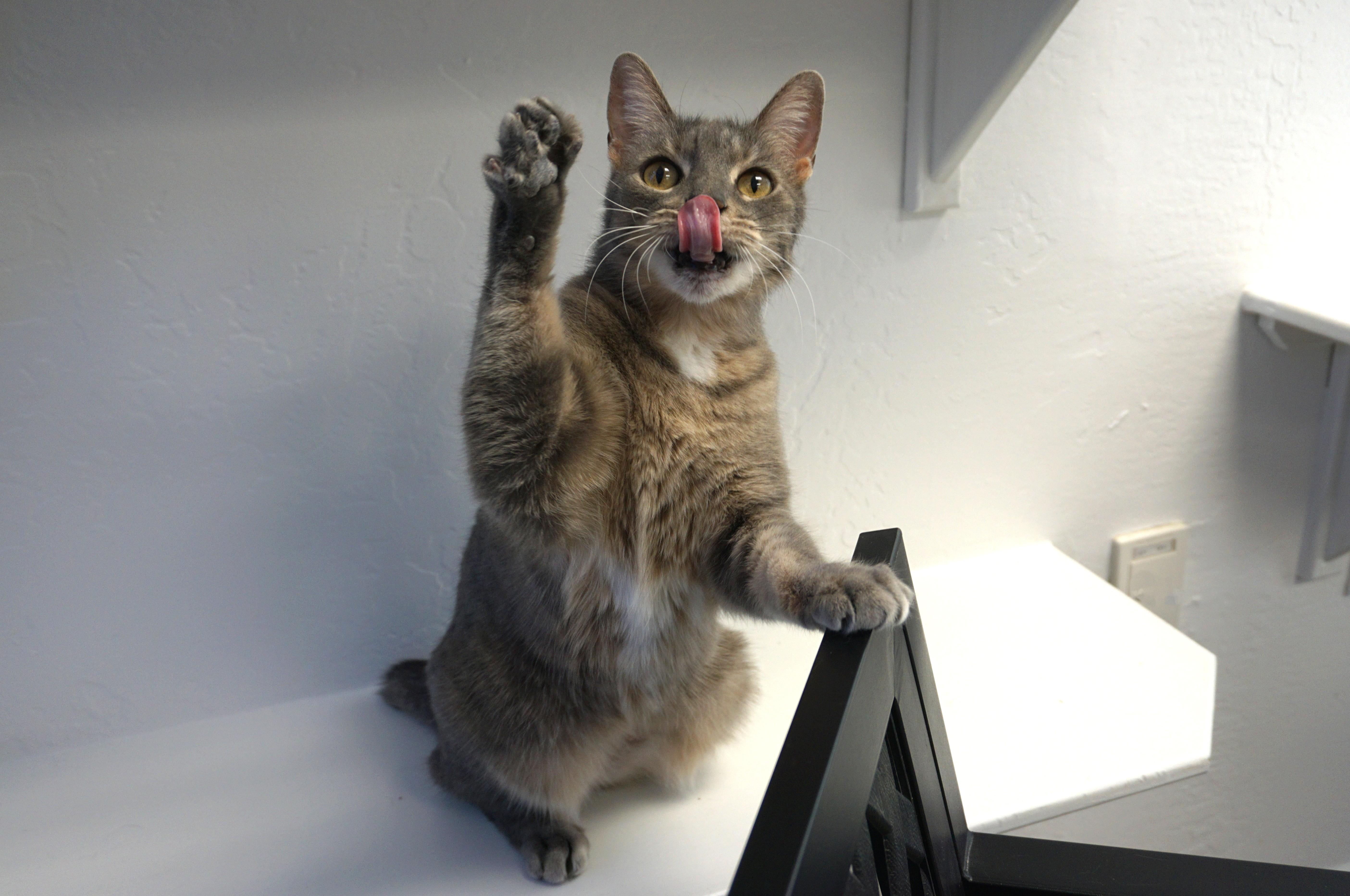 Enlarge Chocolate Mousse, a ADOPTABLE Domestic Short Hair in Fountain Hills, AZ image 3/4