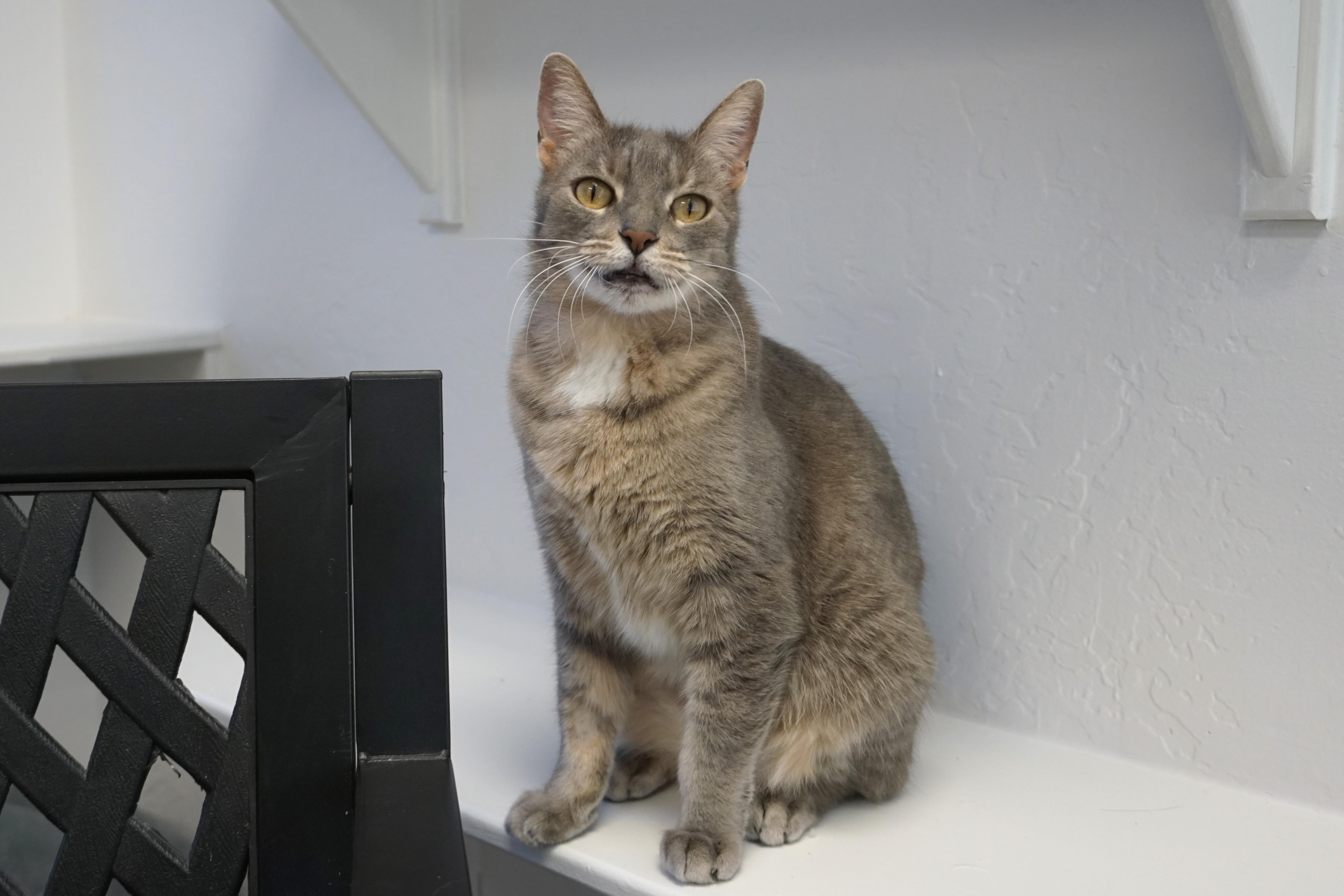 Enlarge Chocolate Mousse, a ADOPTABLE Domestic Short Hair in Fountain Hills, AZ image 1/4