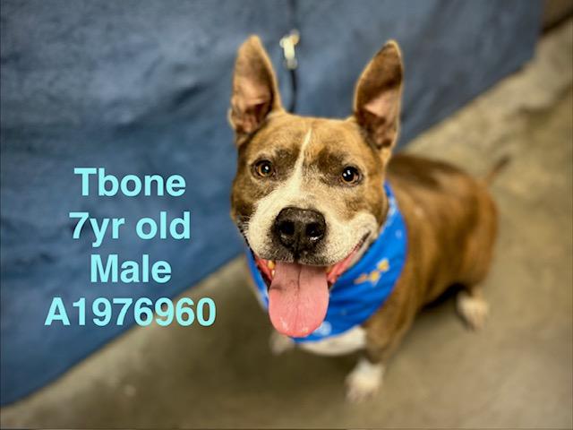 TBONE, Adoptable, Adult Male Mixed Breed.
