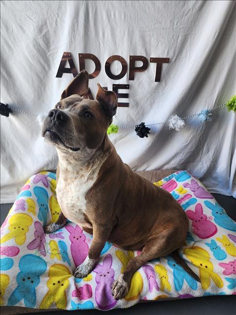 Enlarge TBONE, a Adoptable Mixed Breed in Chatsworth, CA image 1/1