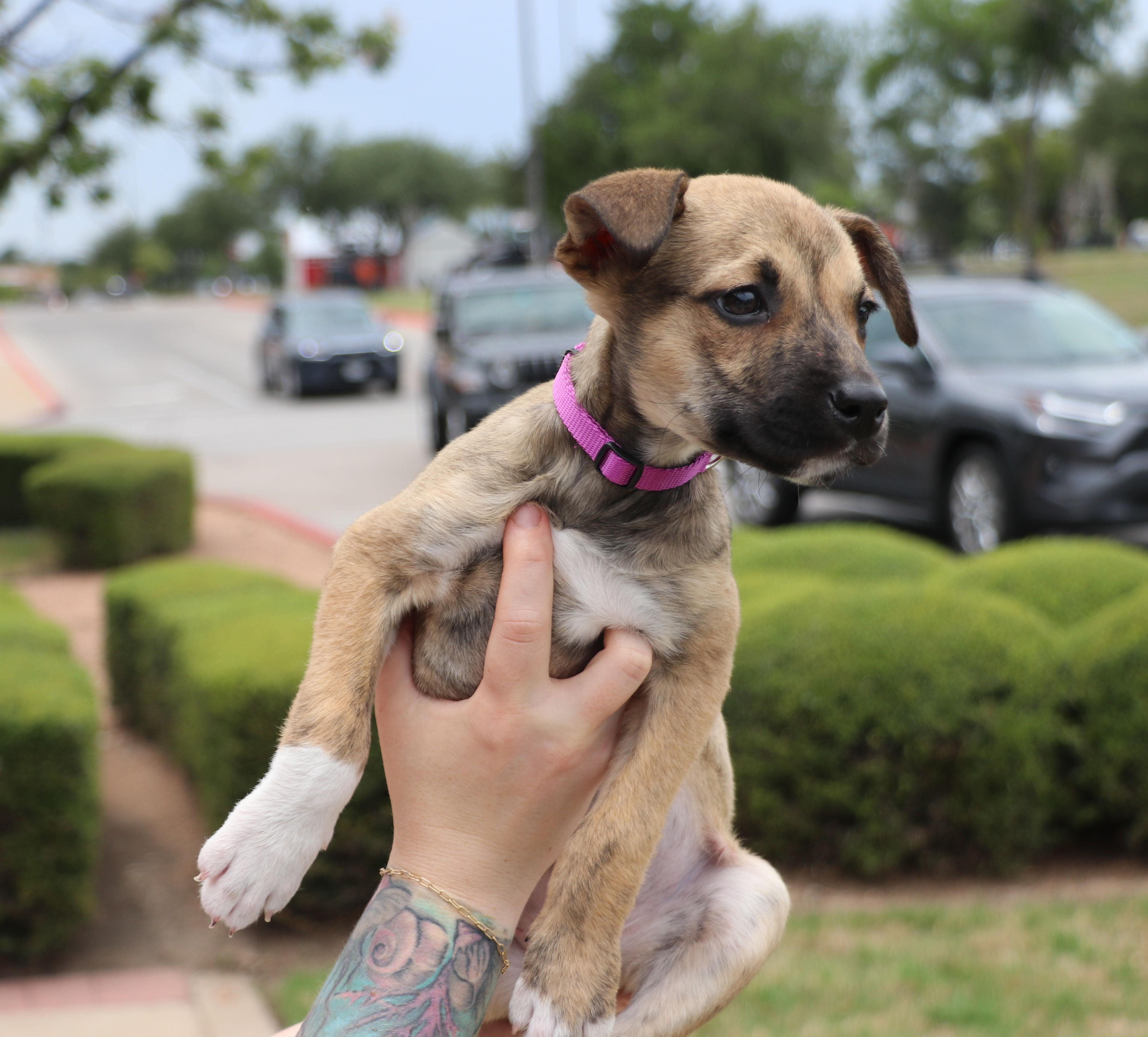 Enlarge Mustang, an adopted Terrier in Pflugerville, TX image 6/6