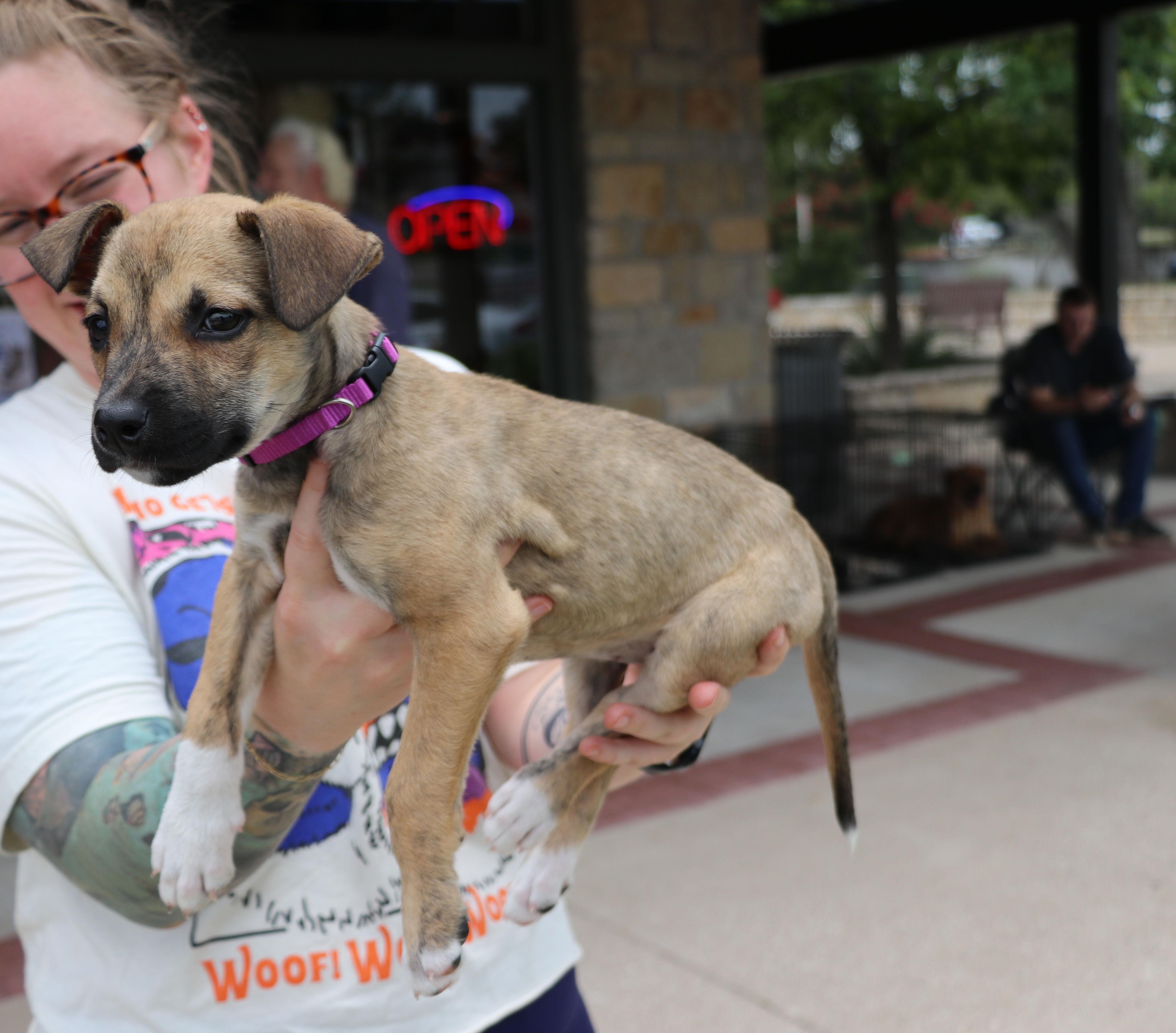 Enlarge Mustang, an adopted Terrier in Pflugerville, TX image 2/6