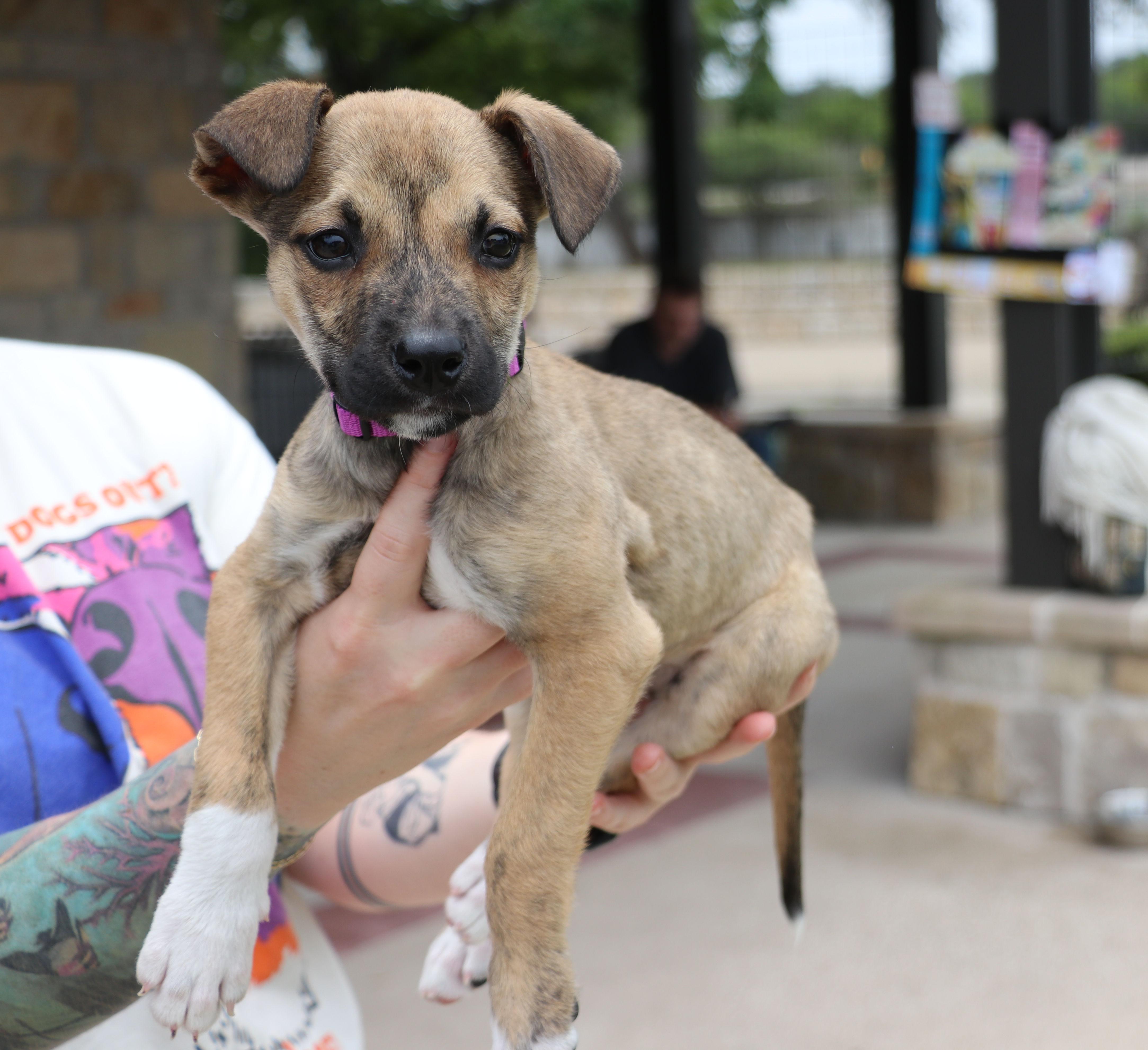Enlarge Mustang, an adopted Terrier in Pflugerville, TX image 1/6