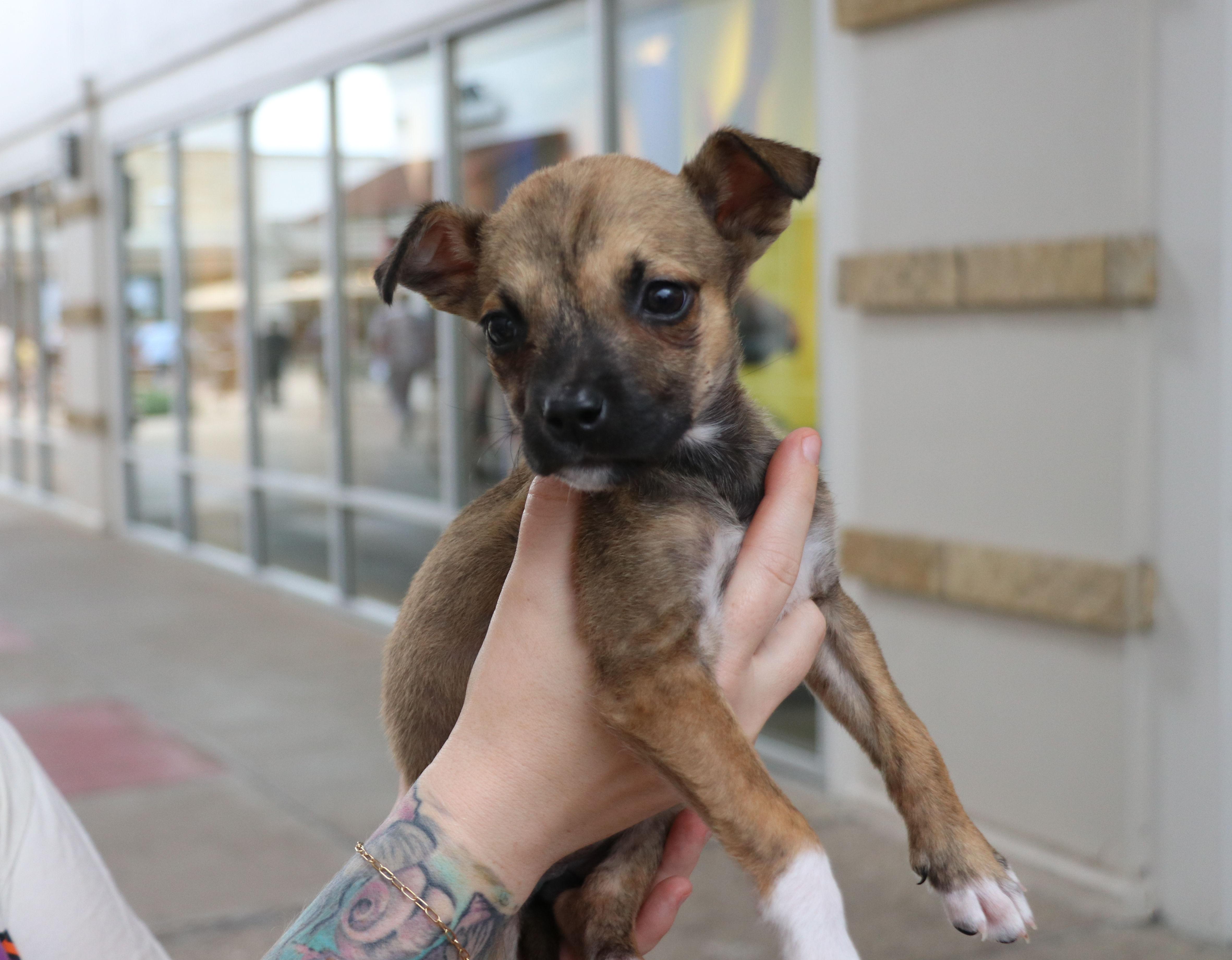 Enlarge Mustang, an adopted Terrier in Pflugerville, TX image 3/6