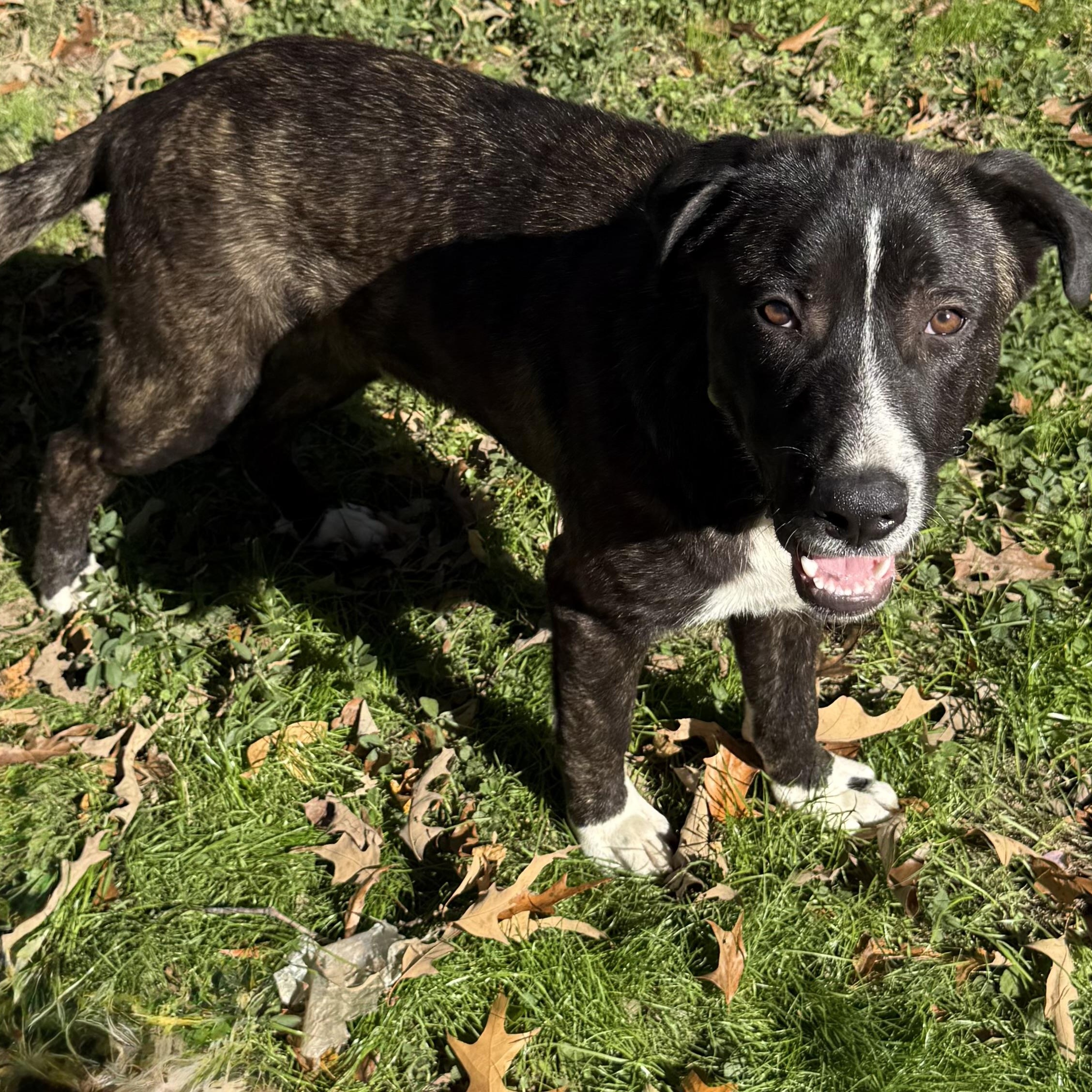 Enlarge Porter, a Adoptable mixed breed in Fishkill, NY image 1/6
