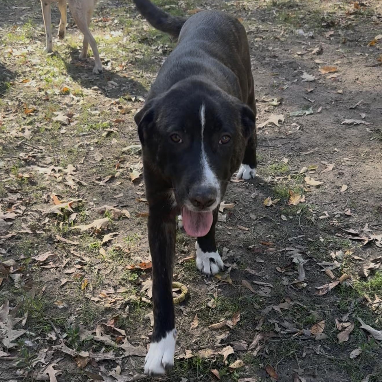 Enlarge Porter, a Adoptable mixed breed in Fishkill, NY image 3/6
