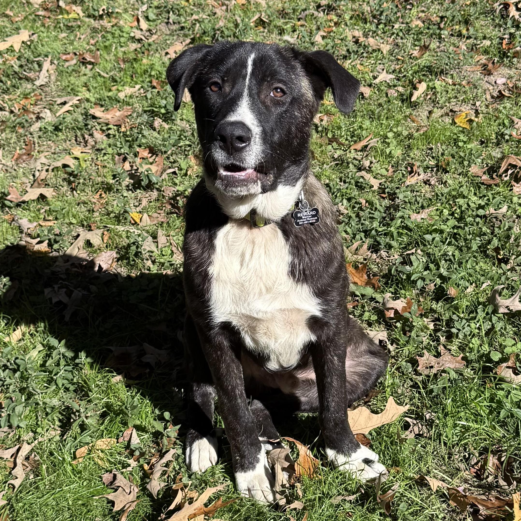 Enlarge Porter, a Adoptable mixed breed in Fishkill, NY image 4/6