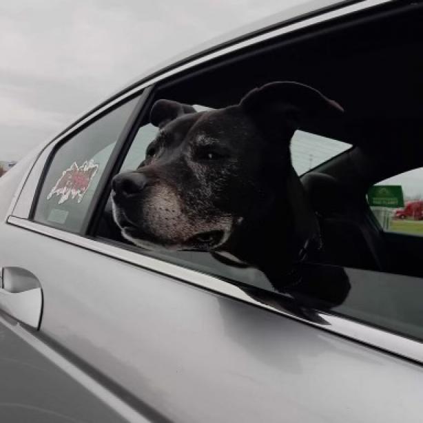 Barkley, Adoptable, Senior Male Black Labrador Retriever.