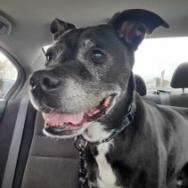 Barkley, a Adoptable Black Labrador Retriever in Tipton, IN image 2/6