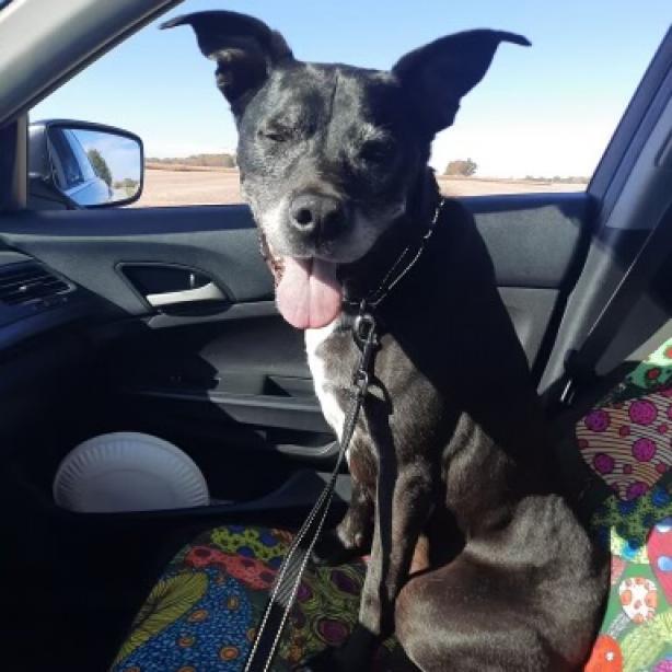 Barkley, a Adoptable Black Labrador Retriever in Tipton, IN image 4/6
