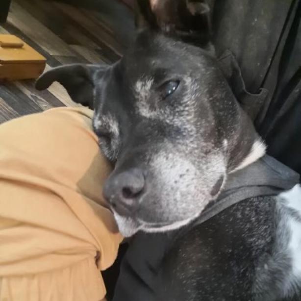 Barkley, a Adoptable Black Labrador Retriever in Tipton, IN image 5/6