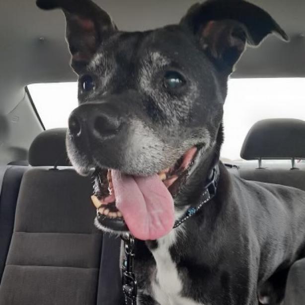 Barkley, a Adoptable Black Labrador Retriever in Tipton, IN image 6/6