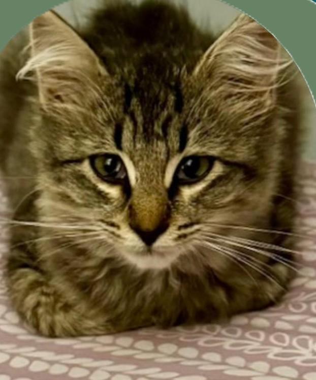 Floof, adopted, Young Female Domestic Medium Hair.