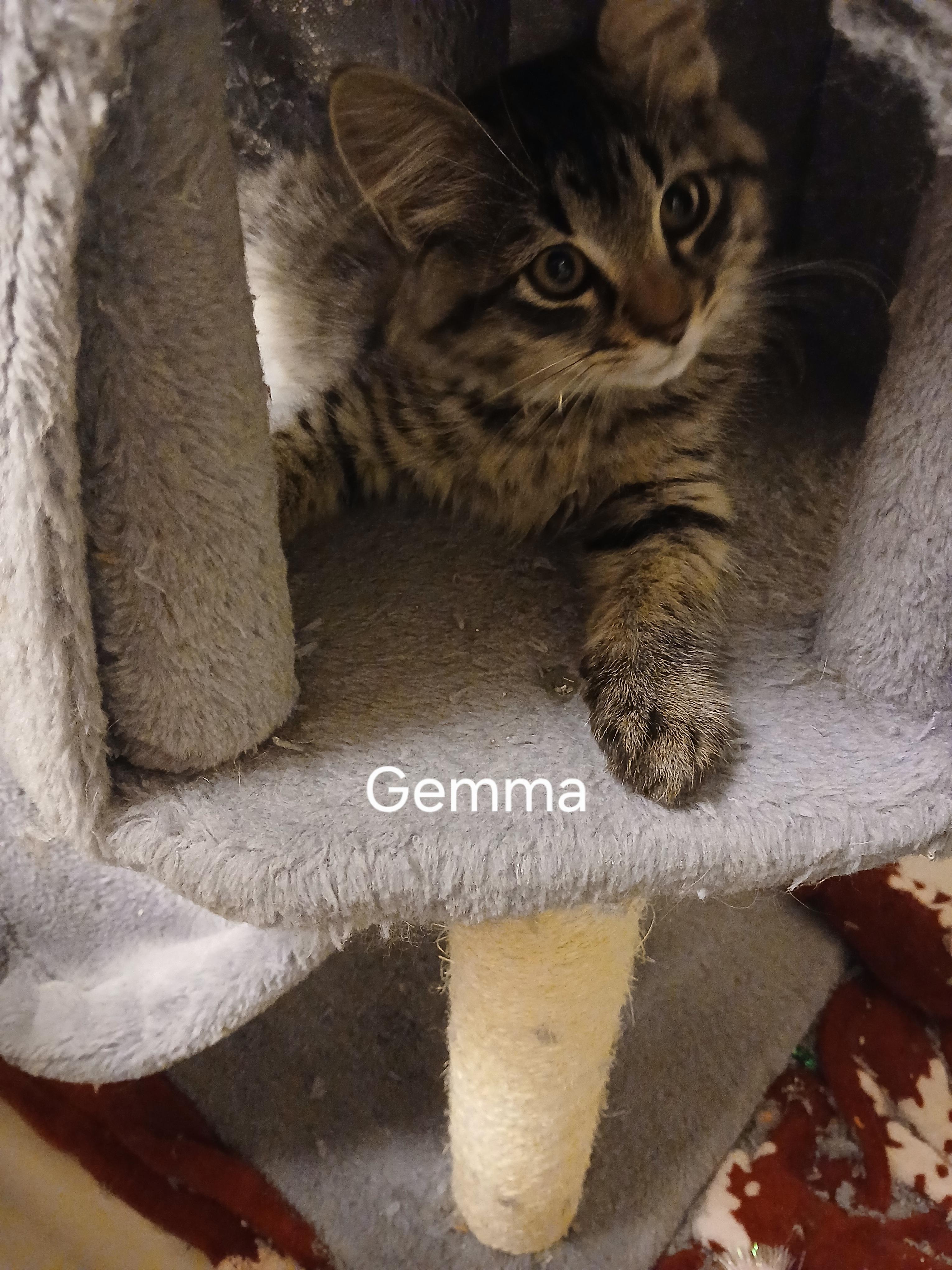 Gemma, a ADOPTABLE Domestic Long Hair in Elk Grove, CA image 2/3