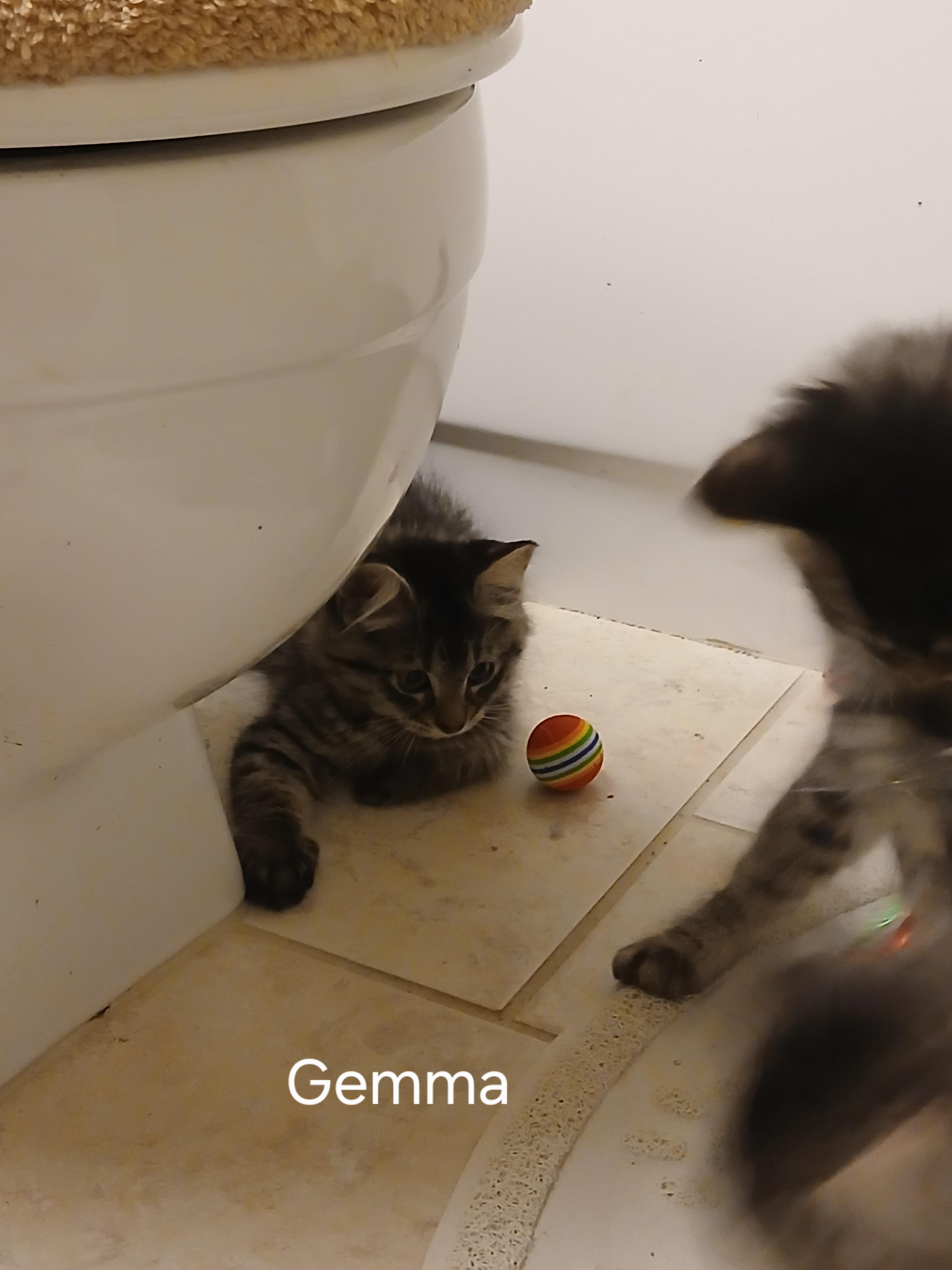 Gemma, a ADOPTABLE Domestic Long Hair in Elk Grove, CA image 3/3
