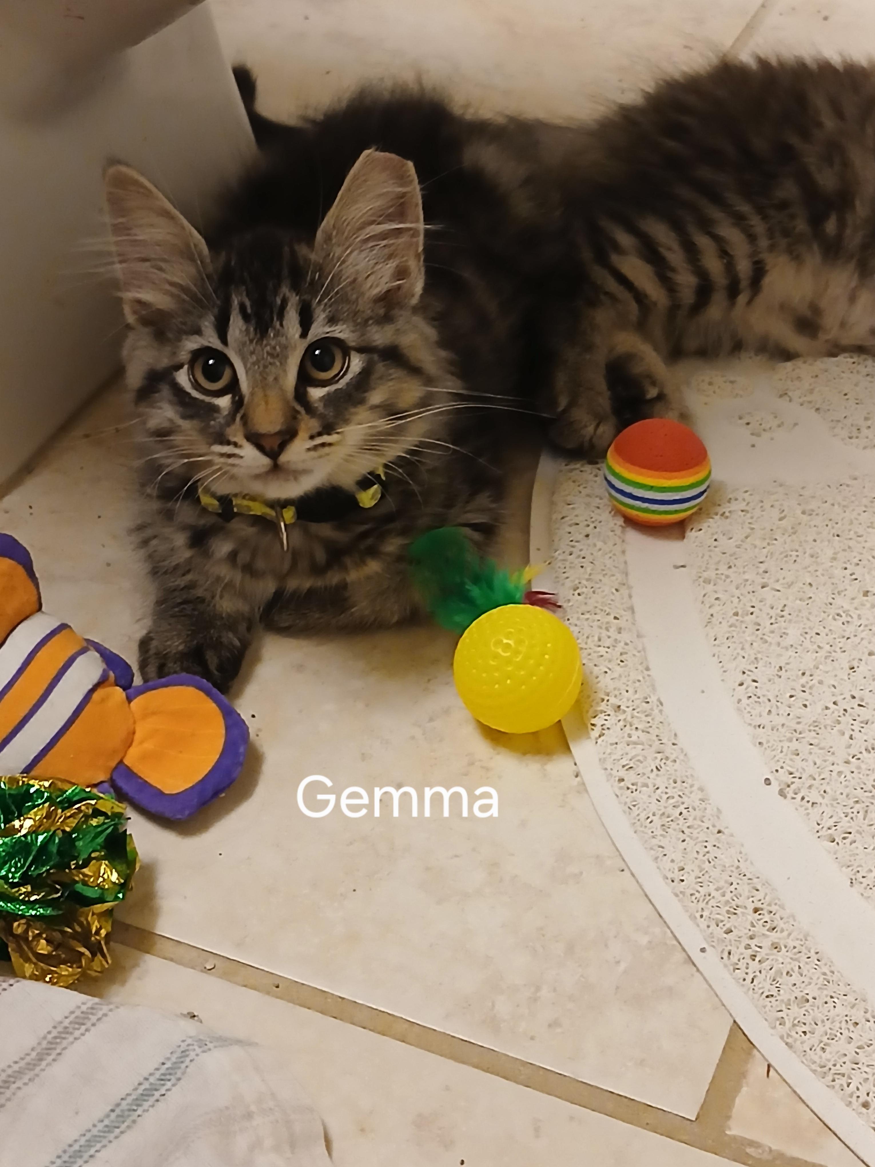 Gemma, ADOPTABLE, Kitten Female Domestic Long Hair.