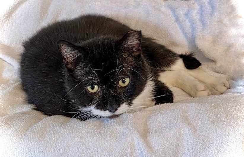 Sweetie, Adoptable, Adult Male Domestic Short Hair.