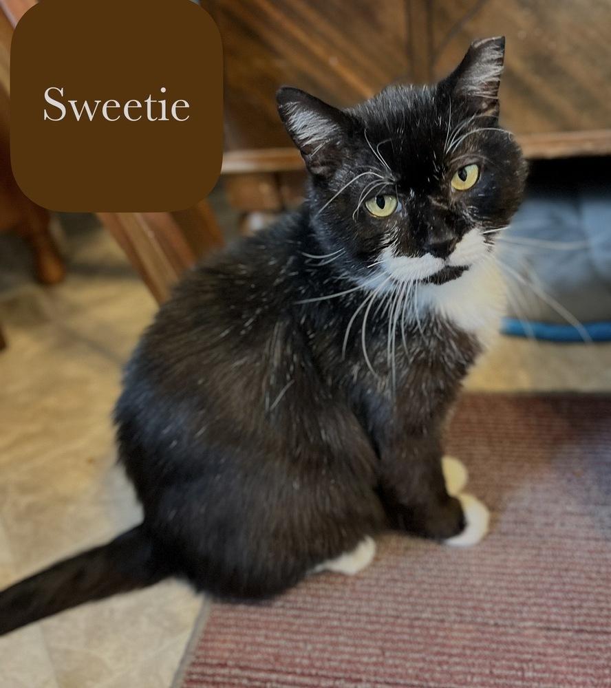 Enlarge Sweetie, a Adoptable Domestic Short Hair in Chalfont, PA image 2/6